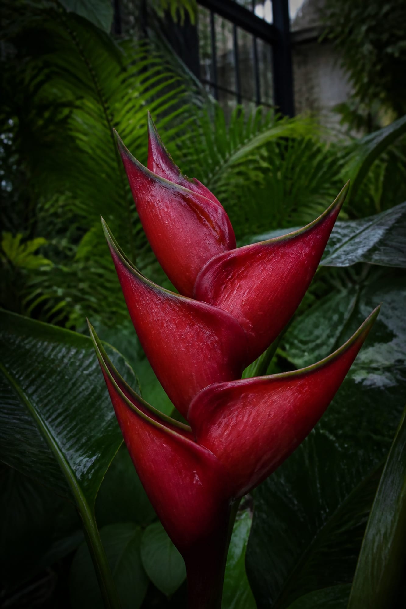 A single red heliconia bract photographed close, filling most of the frame