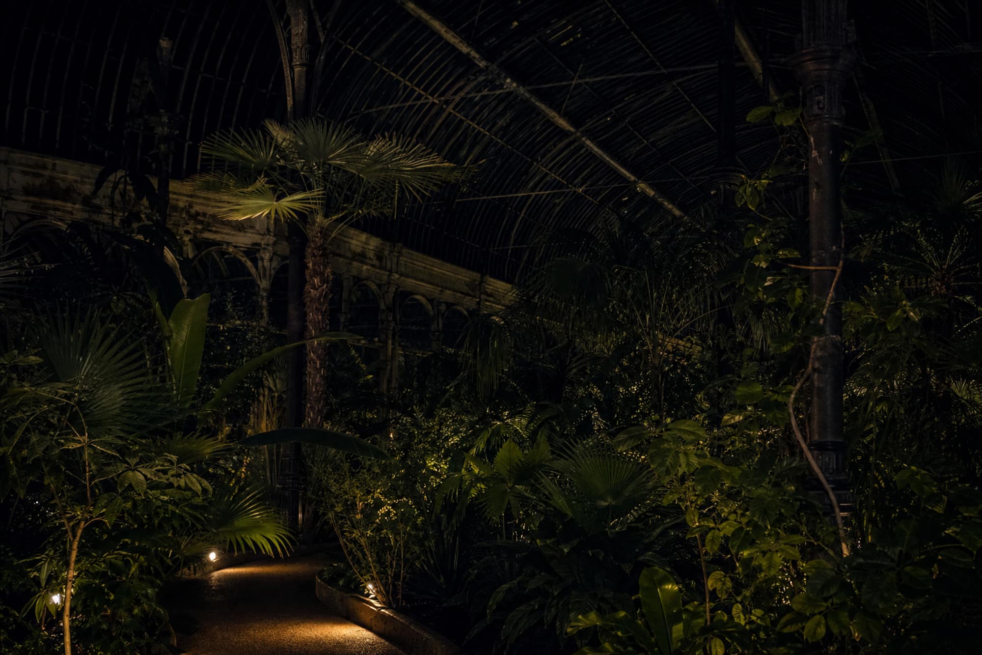 The canopy as a dark silhouette against low amber light