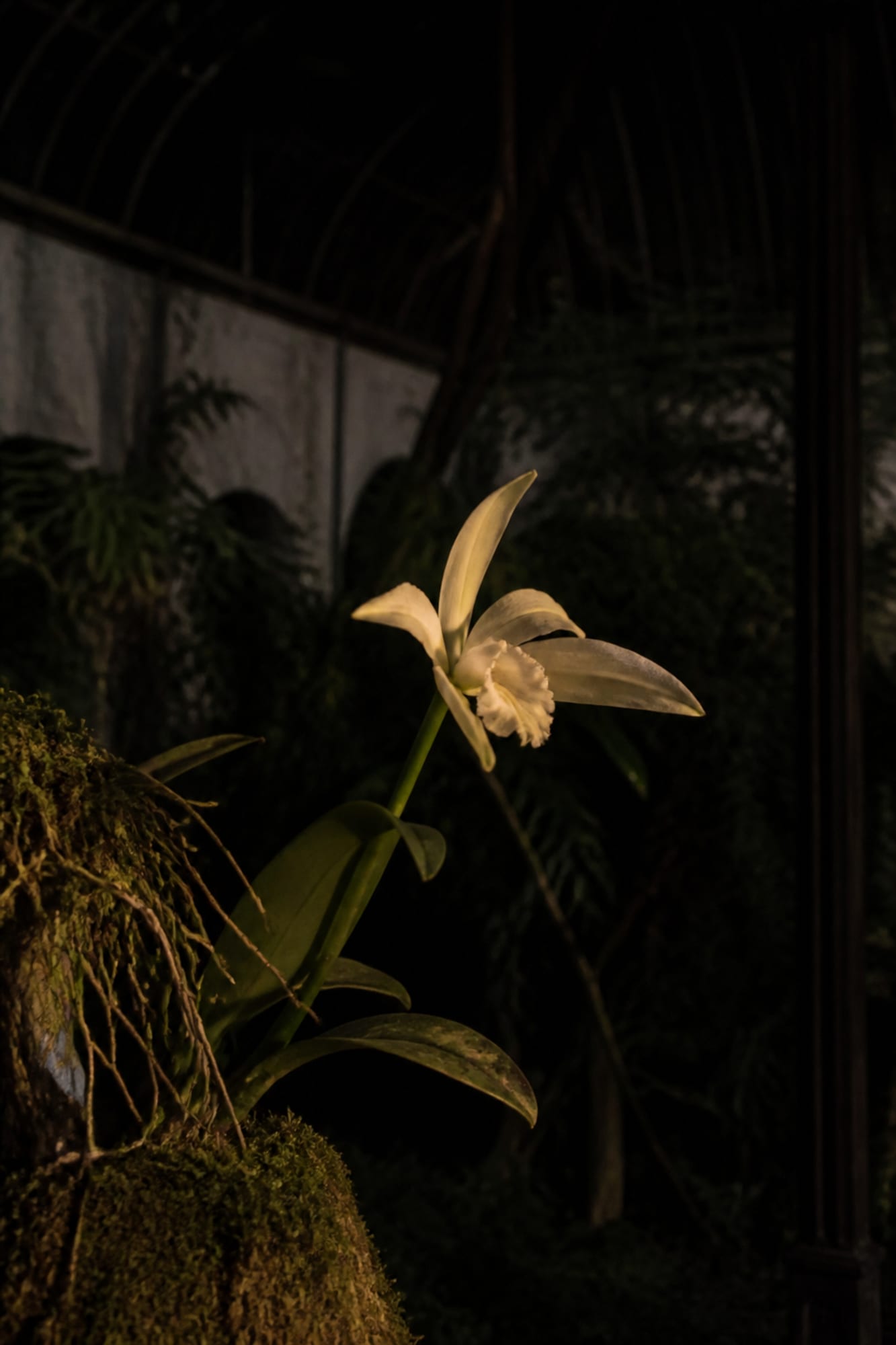 A pale night-opening orchid lit by a single low amber source