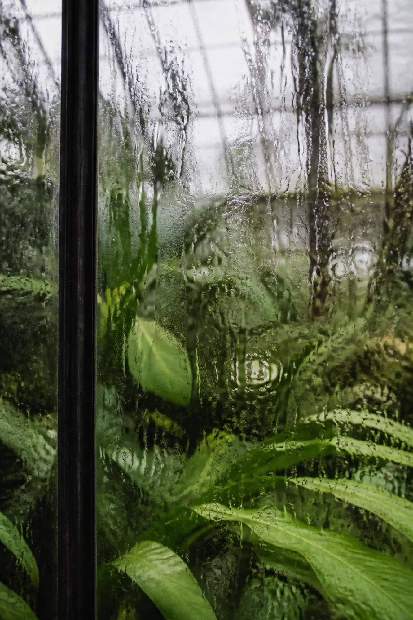 Water running in sheets down the inside of a glass wall with green behind it