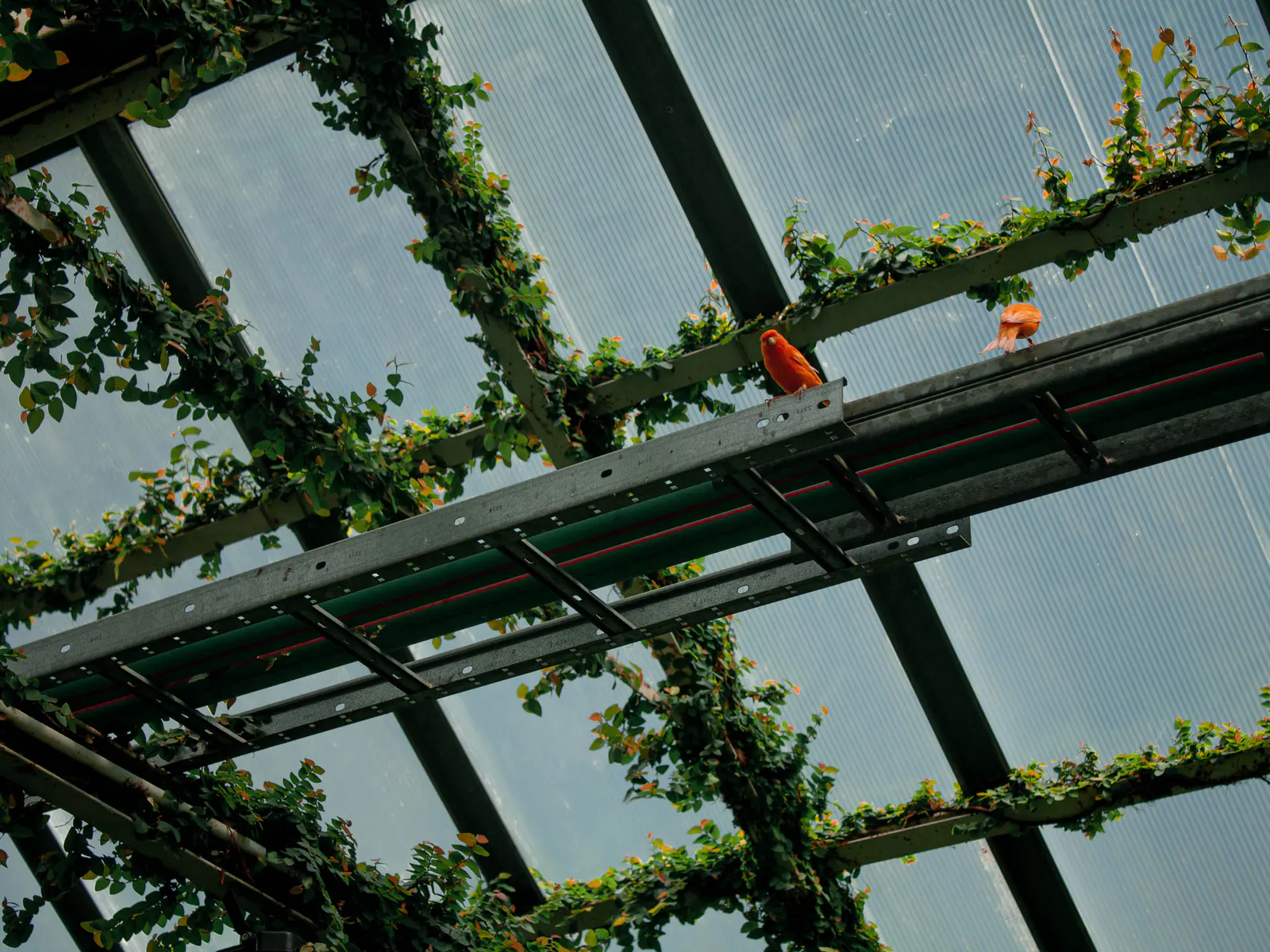 Small bright birds moving through vines beneath the glasshouse roof
